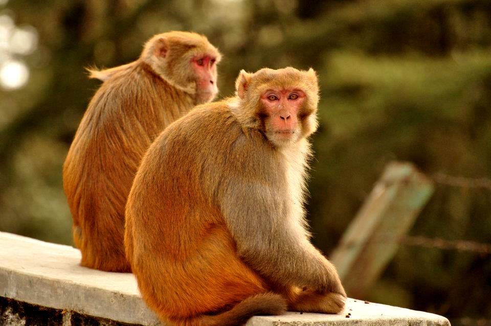 Monkeys in Landour