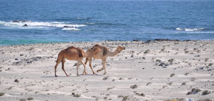 White Sand Beach in Masirah Island, Oman